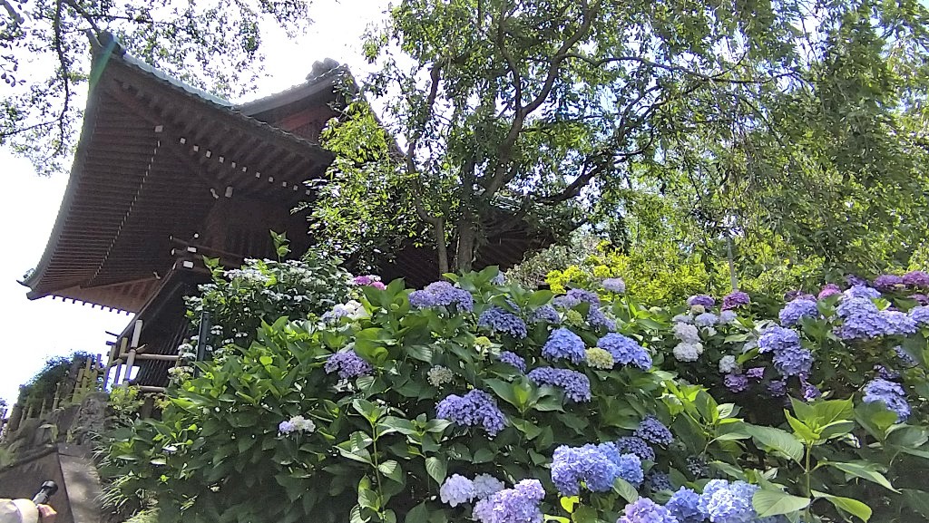 f:id:tadakaka-munoh:20210619223426j:plain