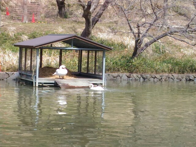 f:id:tadamomo:20180329205554j:image f:id:tadamomo:20180329205554j:image