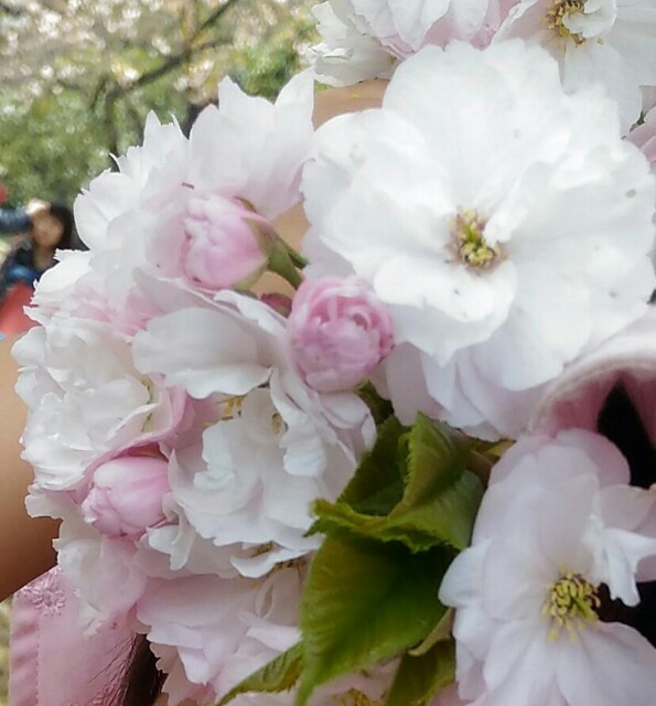 f:id:tadamomo:20180404054713j:image f:id:tadamomo:20180404054713j:image