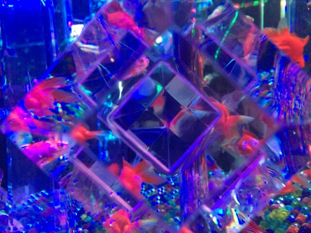 f:id:tadamomo:20180729055833j:plain f:id:tadamomo:20180729055833j:plain