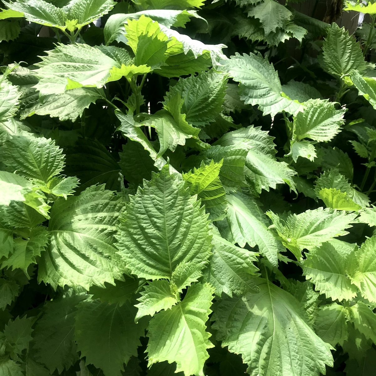 しそレシピ 大葉を3種の方法で食べてみた結果 合法ハーブ ただのみょみょblog