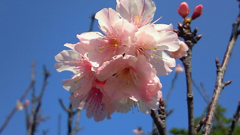 イメージ 3