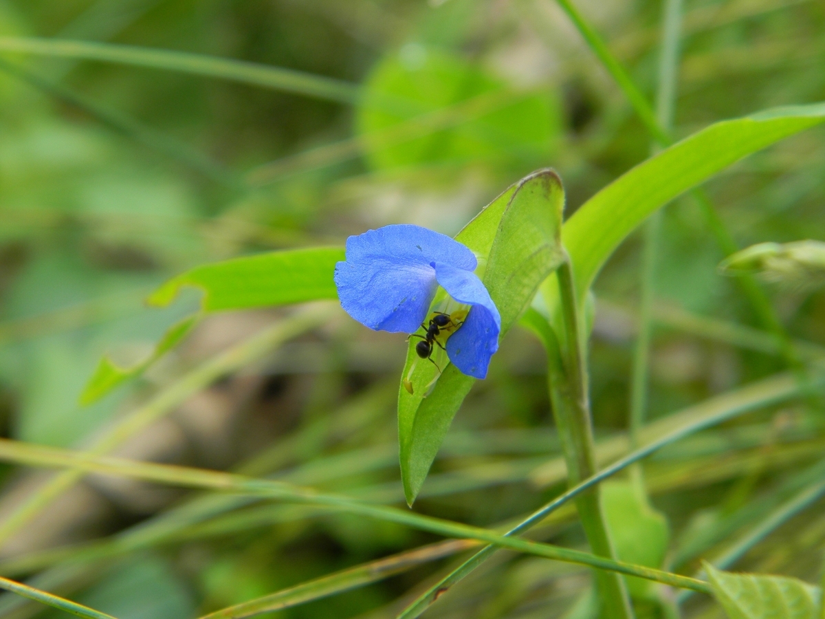 盛夏の山野草 ツユクサ他 Tadashiro S Blog