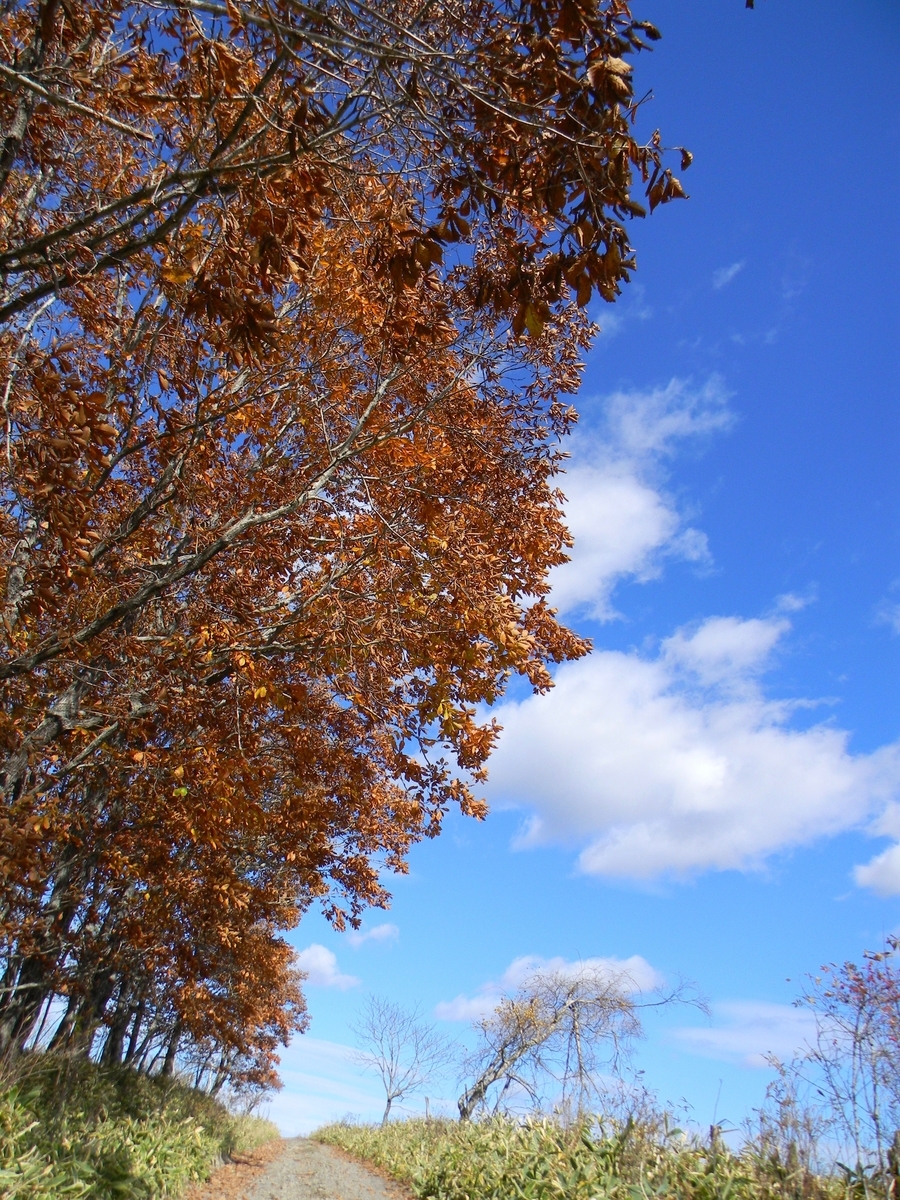 ミズナラの黄葉 - tadashiro's blog