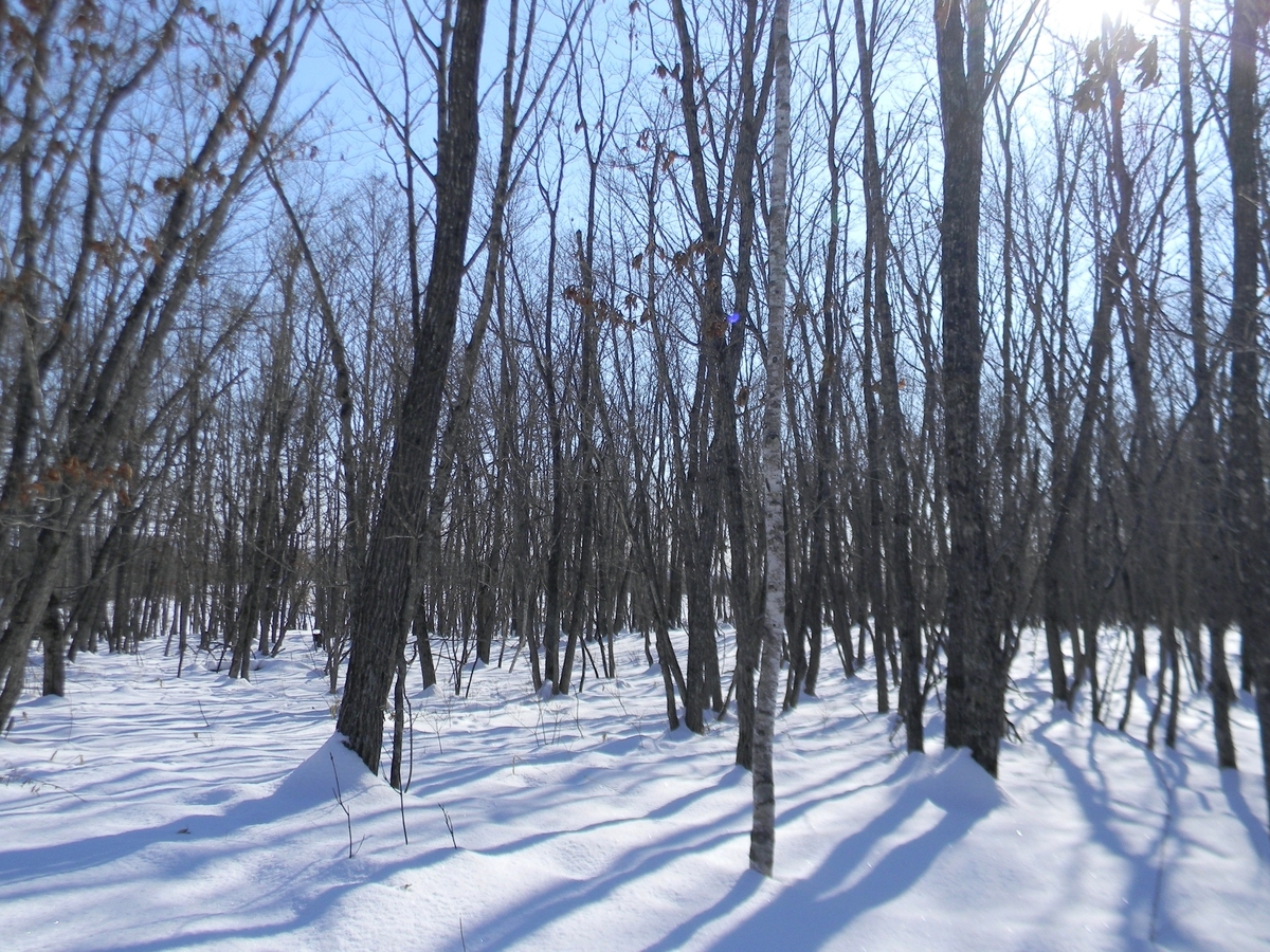 雪が降ると暖かい Tadashiro S Blog 雪が降ると暖かい Tadashiro S Blog