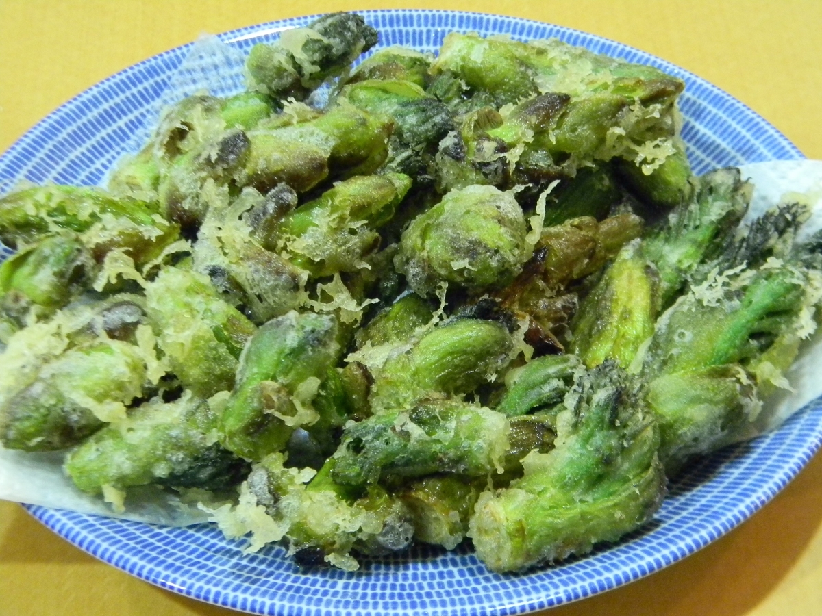 タラノメとハリギリの芽を収穫 - tadashiro's blog