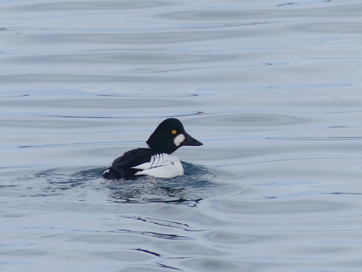 厚岸湾の水鳥、ついでにエゾシカ - tadashiro's blog