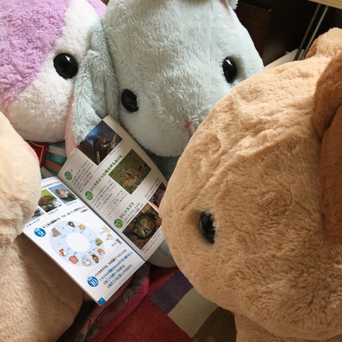 エゾナキうさぎに会いに行く話 ナキウサギはどこの動物園で見れるの うさ次郎48劇場ぬいぐるみと暮らす生活