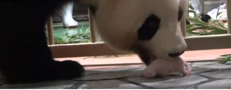 日本人初 ジャイアントパンダの赤ちゃん誕生 場所 和歌山県白浜町の動物公園 アドベンチャーワールド 日本全国自由に旅する 夢のレンタカー回送ドライバー生活 日本人初 ジャイアントパンダの赤ちゃん誕生 場所 和歌山県白浜町の動物公園 アドベンチャーワールド 日本全国自由に旅する 夢のレンタカー回送ドライバー生活