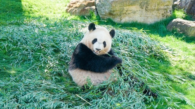 ライブ映像ニュース速報 上野動物園ジャイアントパンダ シンシン 双子の赤ちゃん出産動画 日本全国自由に旅する 夢のレンタカー回送ドライバー生活