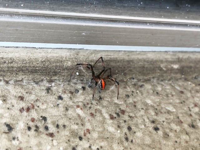 動画 袖ケ浦市の市立奈良輪小学校プール側溝で毒グモのセアカゴケグモ発見 危険性は 日本全国自由に旅する 夢のレンタカー回送ドライバー生活