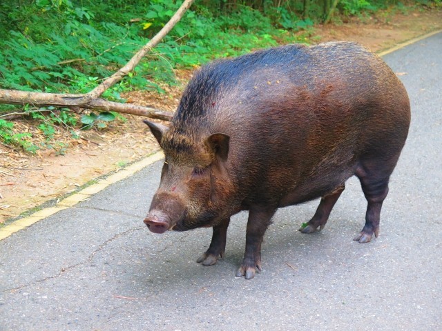 場所はどこ 神奈川県小田原市矢作の住宅街にイノシシが出没 女性が右足かまれ軽傷 日本全国自由に旅する 夢のレンタカー回送ドライバー生活