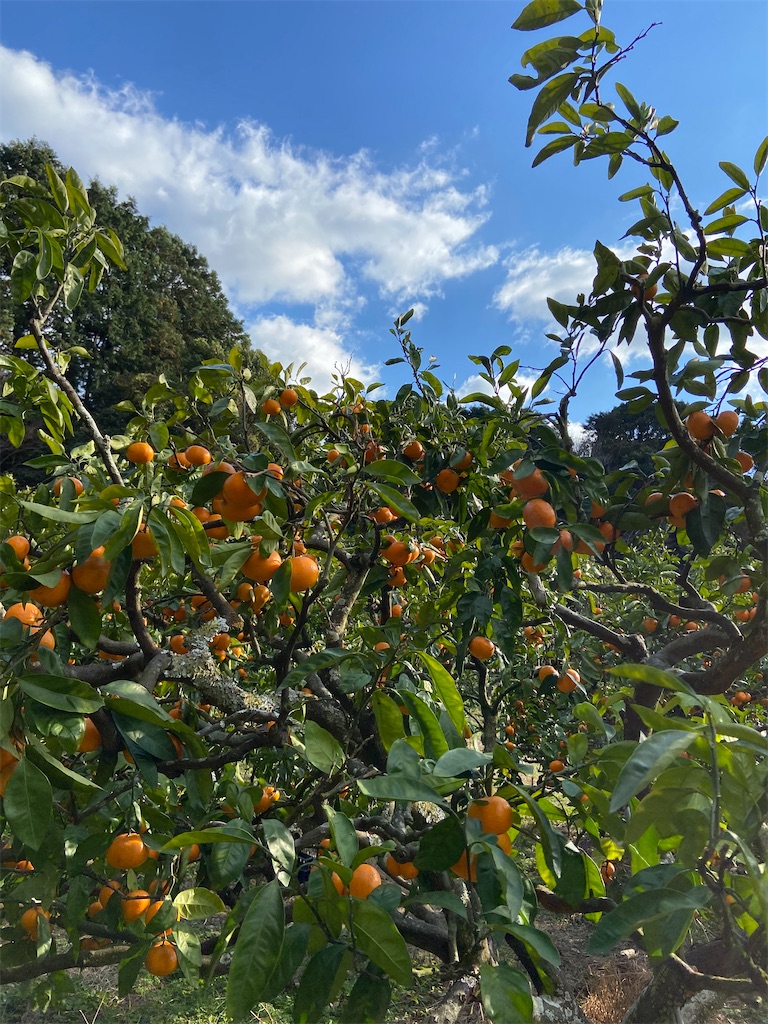 f:id:tadokuenglish:20220119193121j:image
