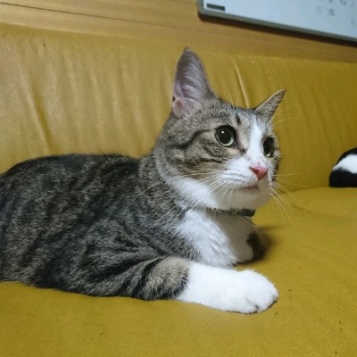 f:id:taeco_eco:20181001004153j:image