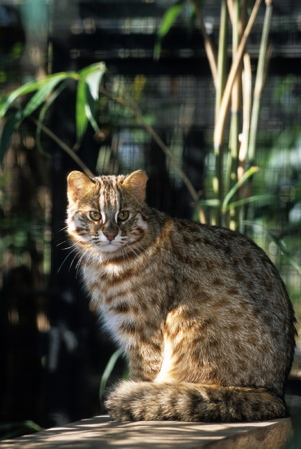 f:id:tafu1008:20191025041033j:plain f:id:tafu1008:20191025041033j:plain