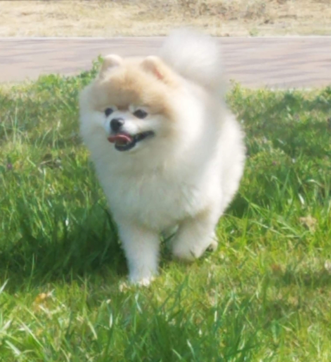 シロクマみたいなポメラニアン