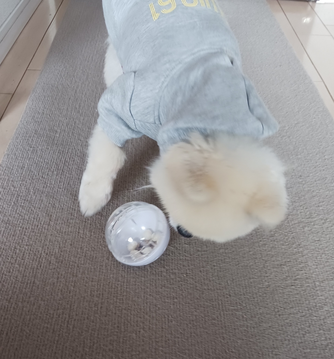 ポメラニアンとおやつ知育トリーツ