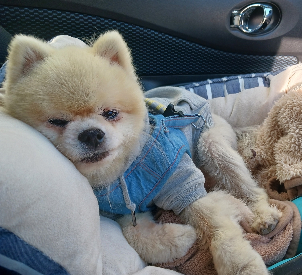 ヘルニア持ちのポメラニアンにオススメの車用ソファ