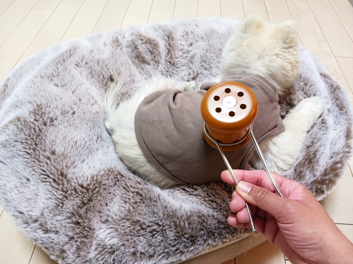 ポメラニアンのヘルニアは冷え対策におススメ温灸治療