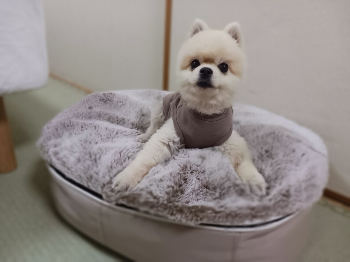 小型犬のヘルニア冷え対策におススメのPaw's livingのラヴイットファーベッド