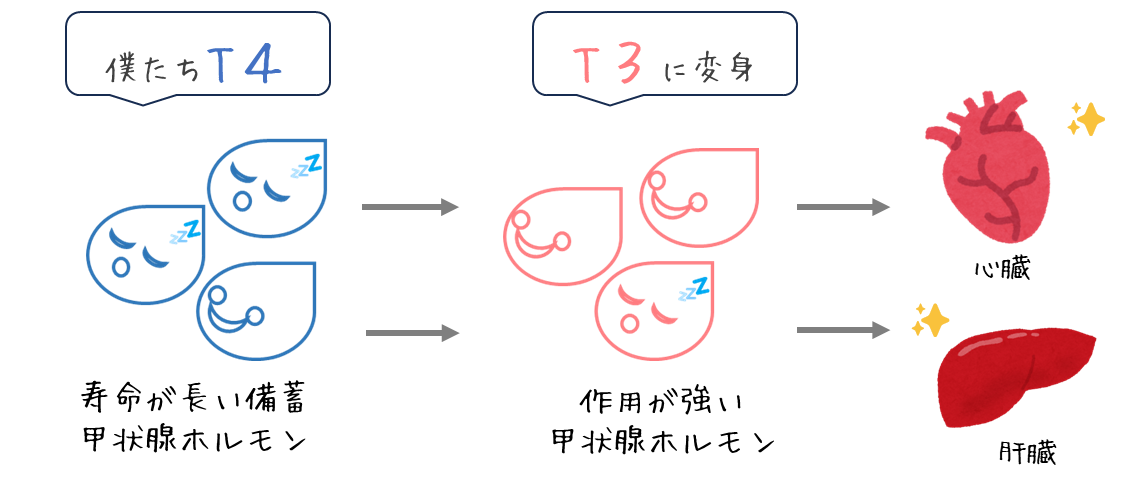 犬の甲状腺機能低下症でT3とT4の違い