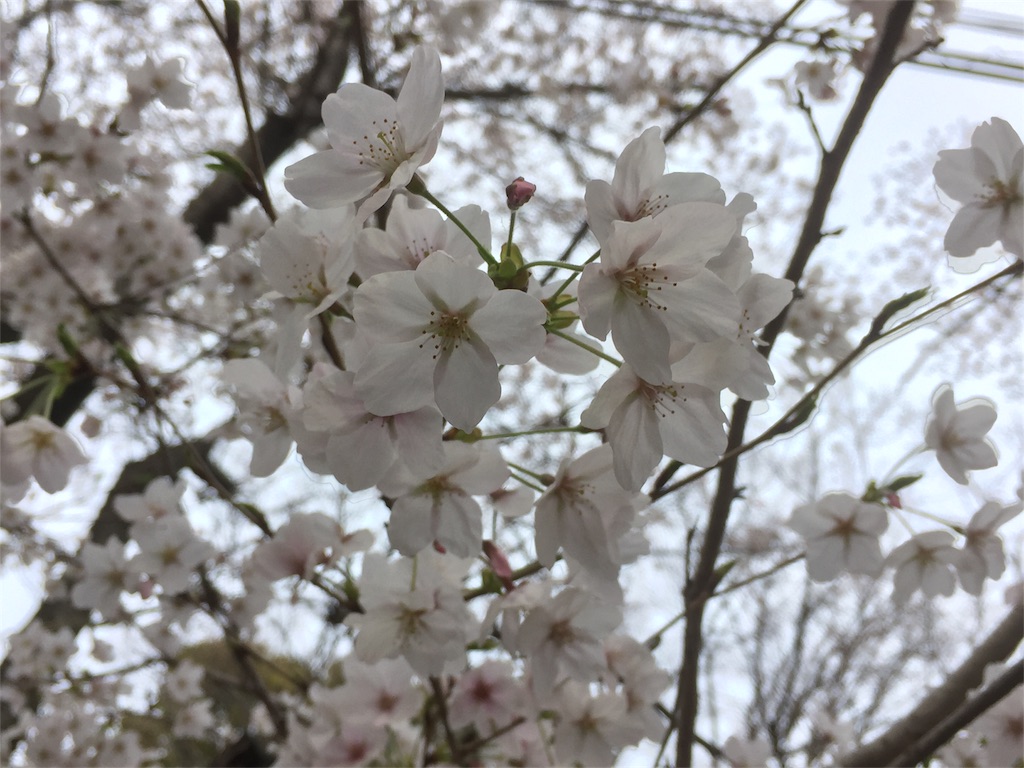 f:id:tagosaku_D_54:20170406011343j:image f:id:tagosaku_D_54:20170406011343j:image