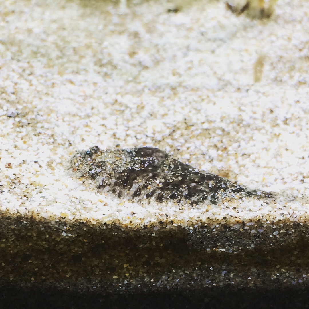 淡水カレイの章 魚草子 さかなのそうし