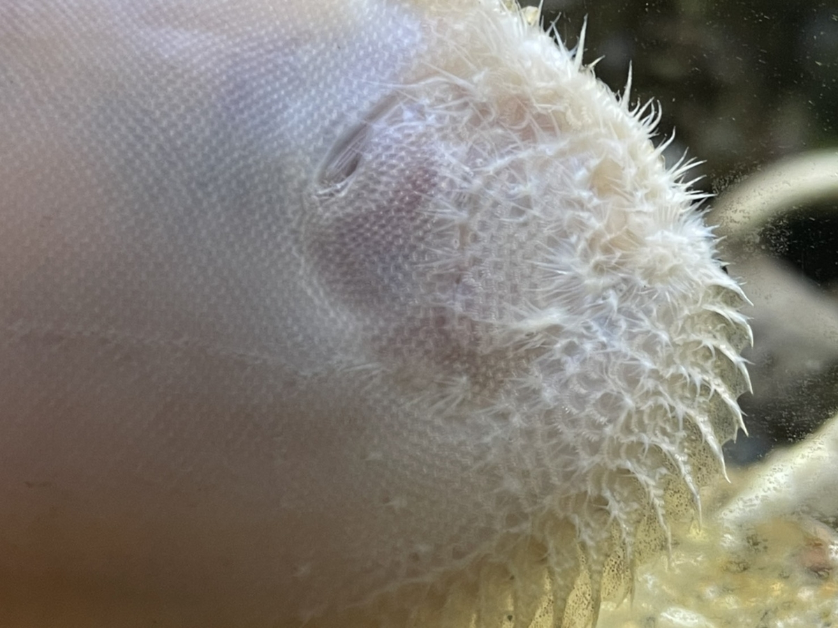 淡水カレイの章 魚草子 さかなのそうし