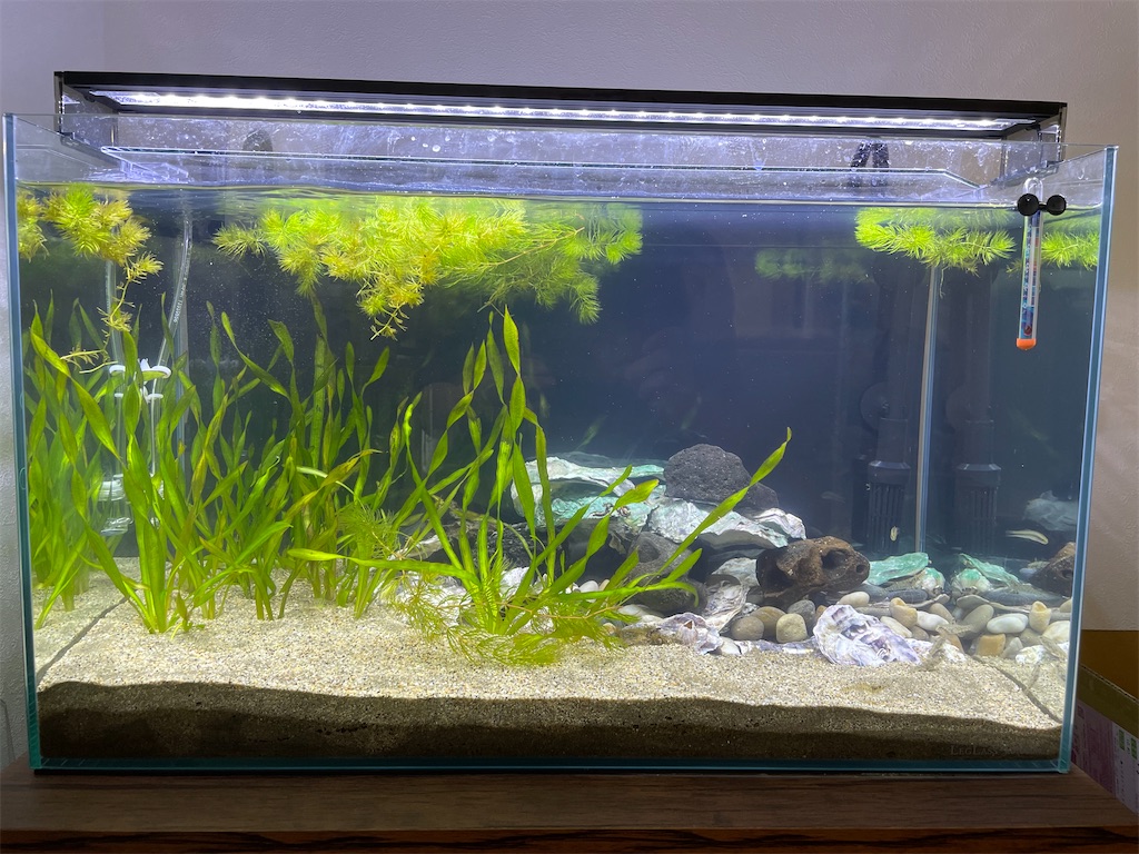 汽水緑化の章 21 10進捗 魚草子 さかなのそうし