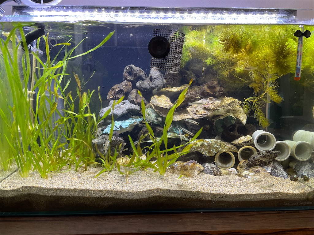 汽水緑化の章 21 10進捗 魚草子 さかなのそうし
