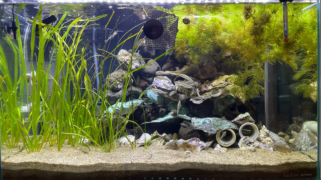 汽水緑化の章 21 10進捗 魚草子 さかなのそうし
