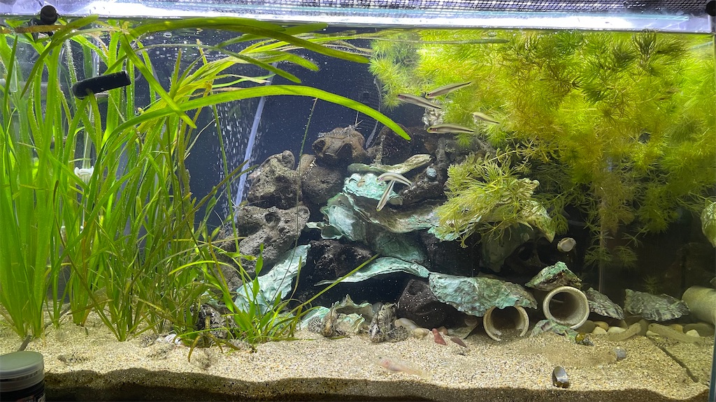汽水緑化の章 21 10進捗 魚草子 さかなのそうし