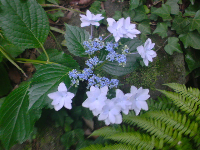 https://cdn-ak.f.st-hatena.com/images/fotolife/t/taguchifamily/20090615/20090615141742.jpg
