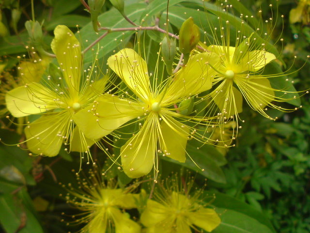 https://cdn-ak.f.st-hatena.com/images/fotolife/t/taguchifamily/20090617/20090617113253.jpg