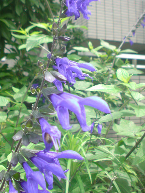 https://cdn-ak.f.st-hatena.com/images/fotolife/t/taguchifamily/20090617/20090617113508.jpg
