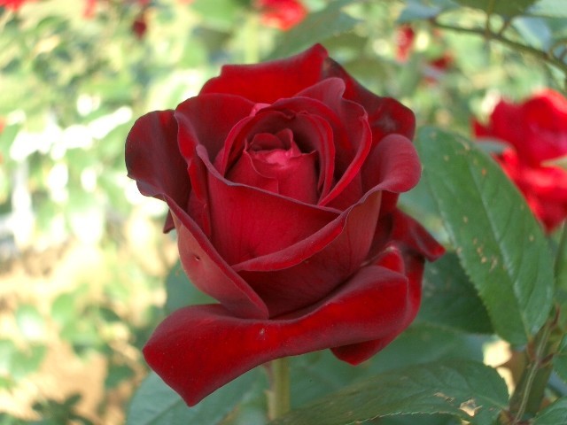 https://cdn-ak.f.st-hatena.com/images/fotolife/t/taguchifamily/20091021/20091021142616.jpg