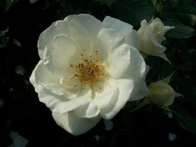 https://cdn-ak.f.st-hatena.com/images/fotolife/t/taguchifamily/20091021/20091021142947.jpg