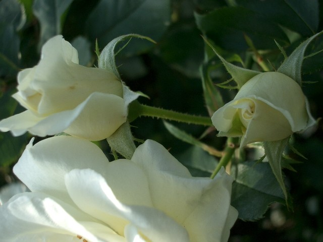 https://cdn-ak.f.st-hatena.com/images/fotolife/t/taguchifamily/20091021/20091021143013.jpg