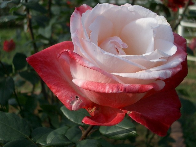https://cdn-ak.f.st-hatena.com/images/fotolife/t/taguchifamily/20091021/20091021143049.jpg