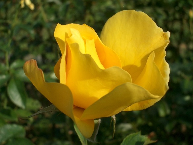 https://cdn-ak.f.st-hatena.com/images/fotolife/t/taguchifamily/20091021/20091021143321.jpg