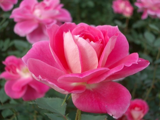 https://cdn-ak.f.st-hatena.com/images/fotolife/t/taguchifamily/20091021/20091021143637.jpg