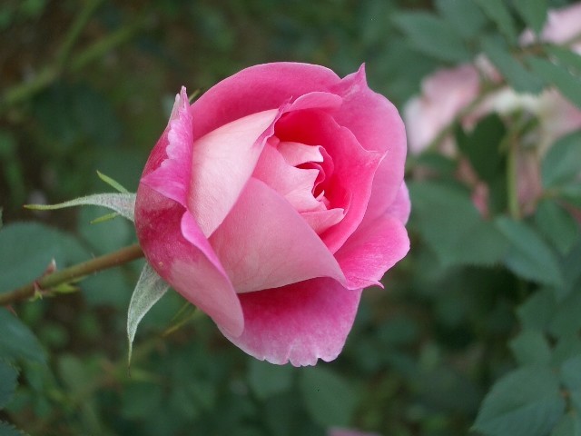 https://cdn-ak.f.st-hatena.com/images/fotolife/t/taguchifamily/20091021/20091021143700.jpg