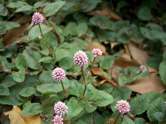 https://cdn-ak.f.st-hatena.com/images/fotolife/t/taguchifamily/20091022/20091022121956.jpg