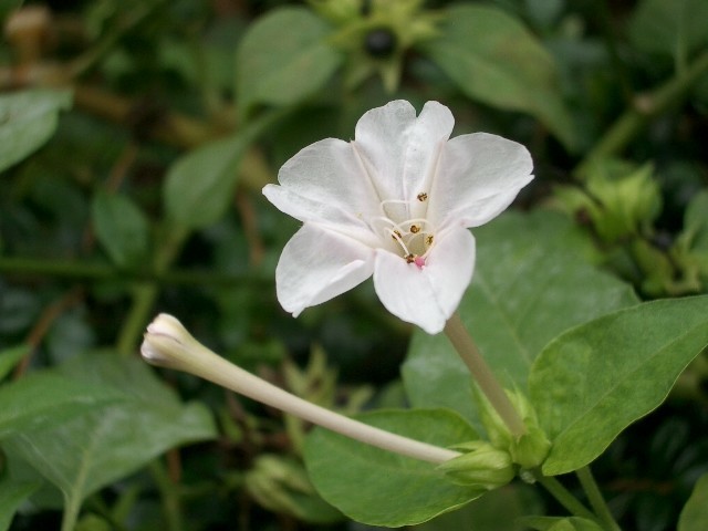 https://cdn-ak.f.st-hatena.com/images/fotolife/t/taguchifamily/20091022/20091022122058.jpg
