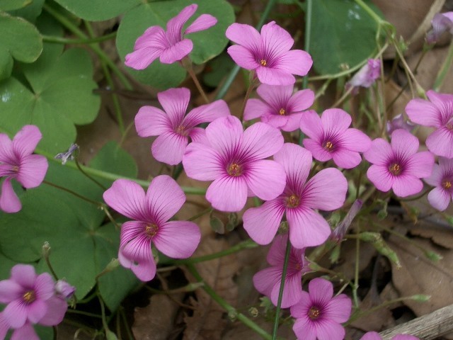 https://cdn-ak.f.st-hatena.com/images/fotolife/t/taguchifamily/20091022/20091022122136.jpg