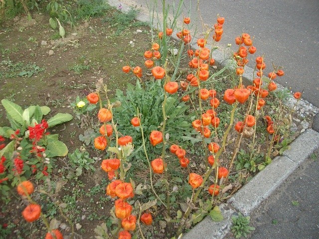 https://cdn-ak.f.st-hatena.com/images/fotolife/t/taguchifamily/20091031/20091031094739.jpg