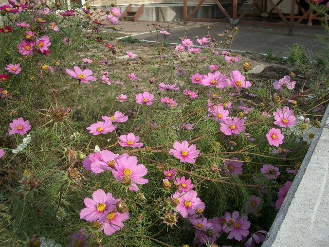 https://cdn-ak.f.st-hatena.com/images/fotolife/t/taguchifamily/20091031/20091031094828.jpg