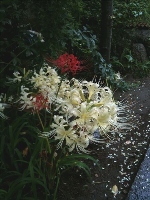 イメージ 7