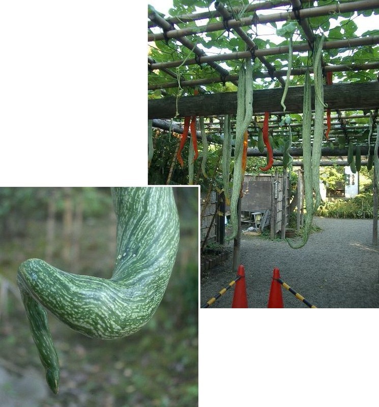 イメージ 5