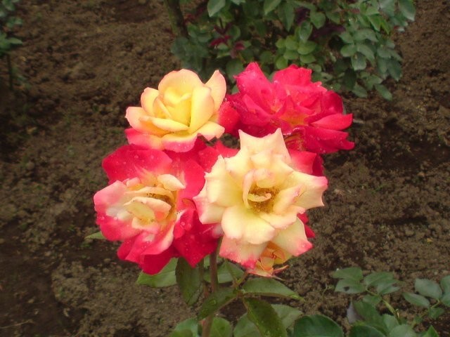 クリックで元画像